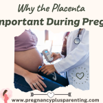 Why the Placenta is So Important During Pregnancy