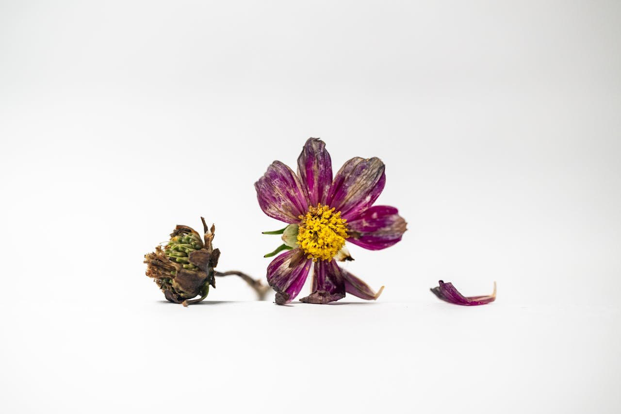 College is dying, design your own education